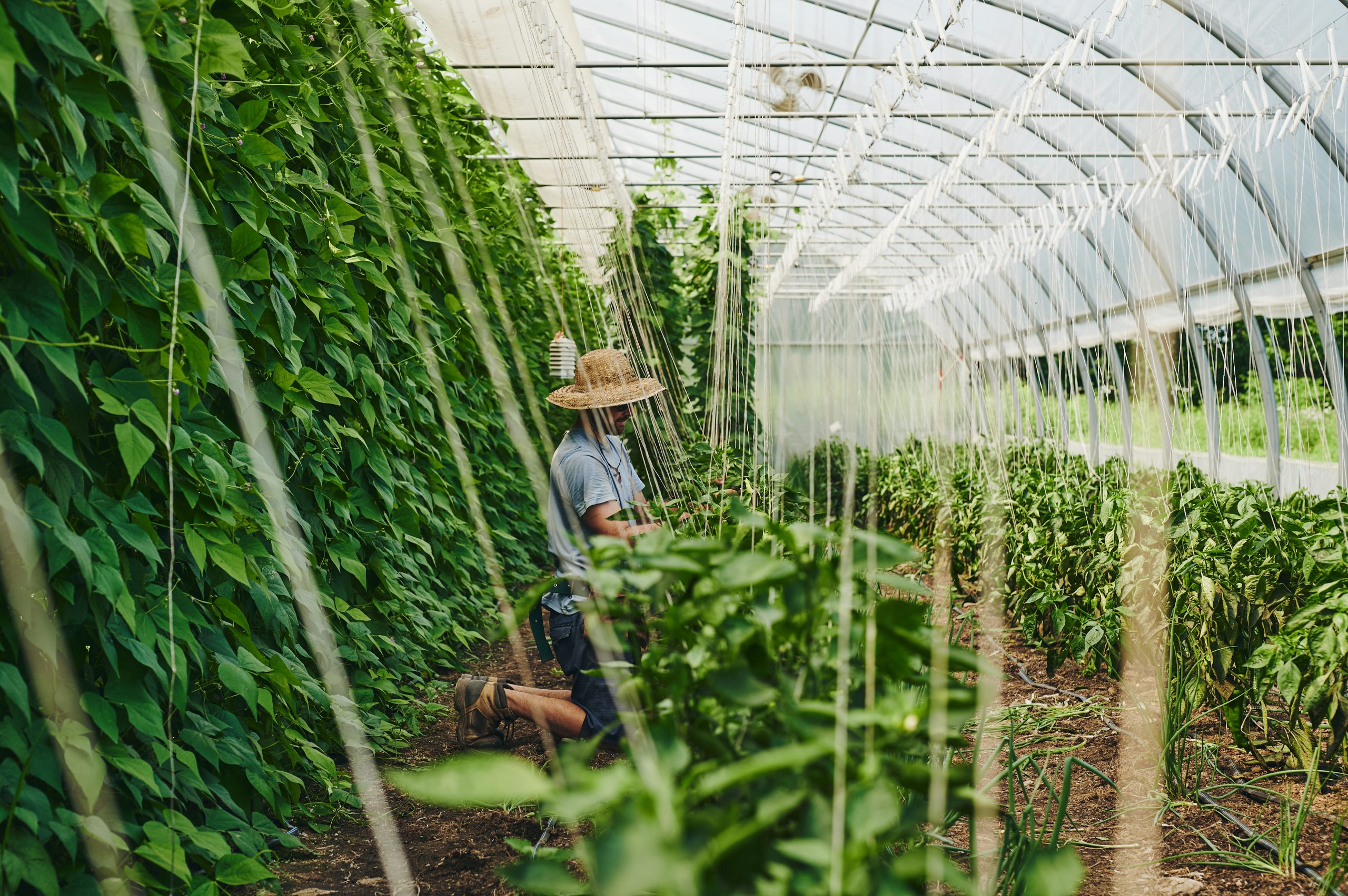 Le CÉRSÉ ravi d&rsquo;accompagner Les Cocagnes dans son nouveau projet « Maximiser l&rsquo;utilisation des surplus agricoles pour l&rsquo;alimentation scolaire »